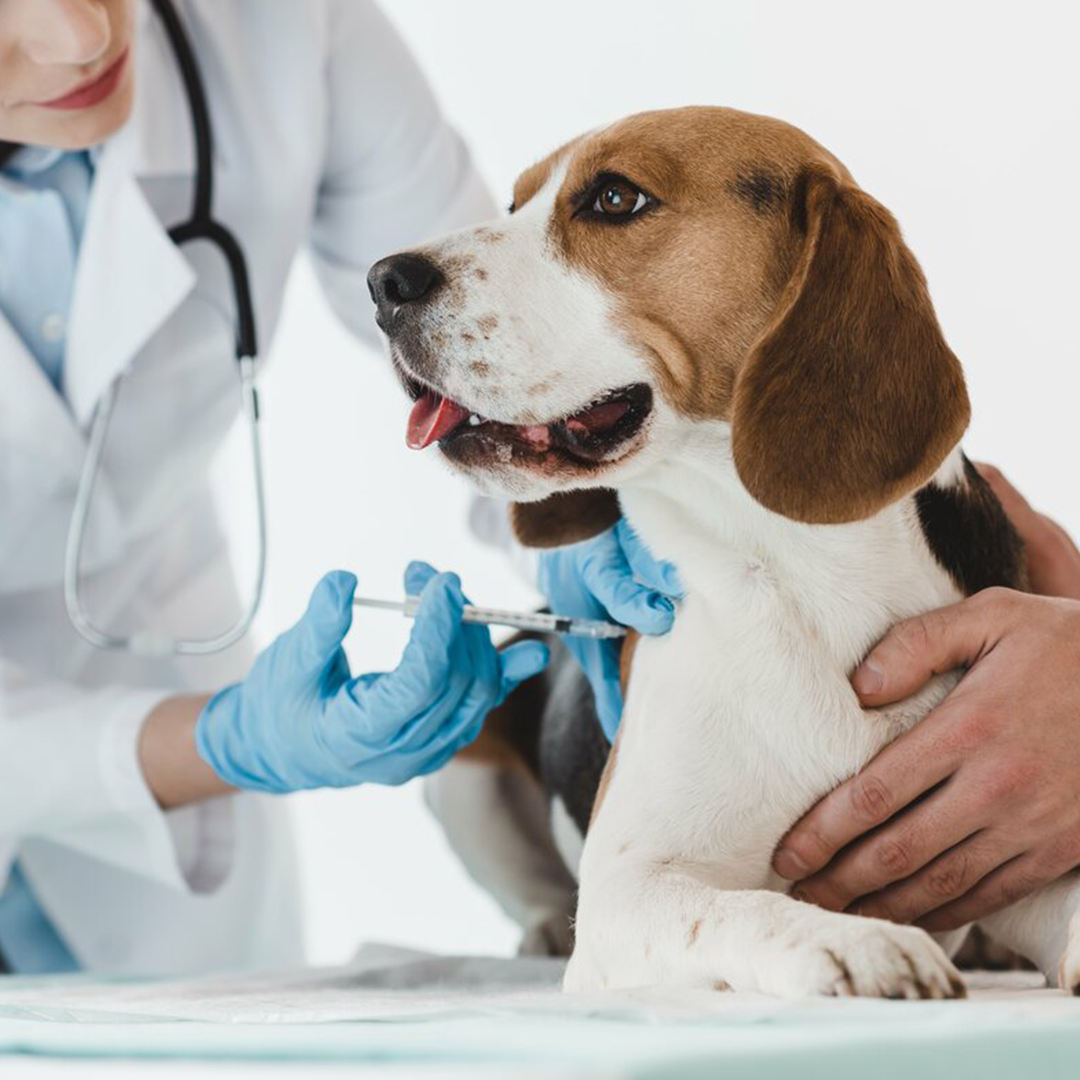 Бесплатная вакцинация домашних животных против бешенства